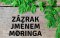 Moringový olej - zázrak 21. století
